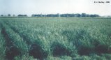 Sugar Cane growing near Woodburn