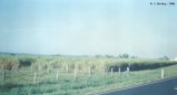 Sugar Cane growing near Woodburn