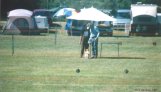 View of the Dogshow, 2000